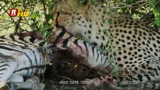 Adult Cheetah laying down, feeding on hunted Zebra carcass on a tree shade and looking.