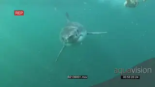 Great white shark gently swimming up to a bait then tries to bite it and fails underwater.