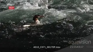 Female Common Merganser swimming and fishing in La Hardy Rapids MLS PAN HAND