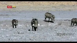 Warthog mother and piglets arrive at the water point
