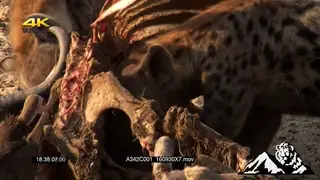 Hyena and Vultures feeding off buffalo carcass.