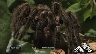 Goliath Bird-eating Spider feeding on a Pygmy Sand Mouse