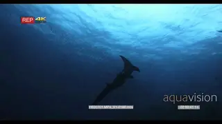 A close up shot of a melanistic reef manta ray revealing its underside to us