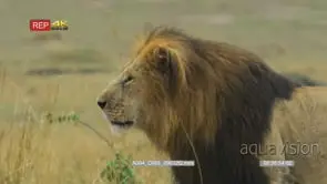 Close up shot of black-maned lion looking towards camera and lay down