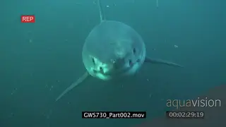 Great White Shark swimming underwater in ocean following camera then passing by MS.