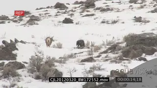 Elk Antelope and Gray Wolf standing on prairie during snow fall and intimidating one.