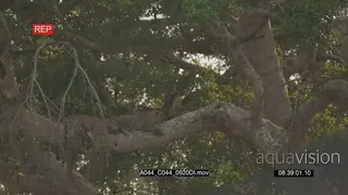 Leopard walking on tree then sleeping next to another LA 2S LWS