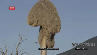 Sociable Weavers flying in and out of nest