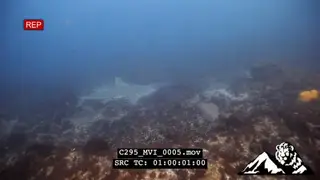 Bull shark UW on the Protea Bank Reef