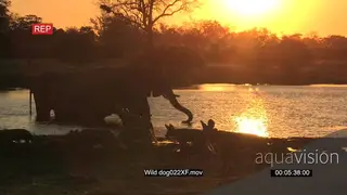 Pack of wild dogs at sunset with elephants drinking in the background