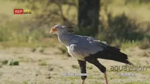 Secretary bird hunting in the grass