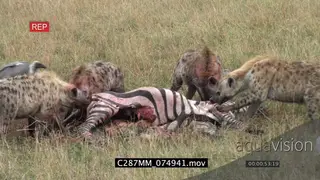 Spotted hyena clan feeding on zebra kill as other hyena walks off with piece of scrap.
