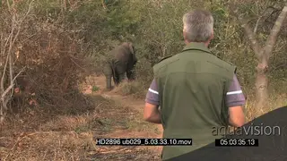 Ranger talking on walkie-talkie facing African elephant in the distance 2shot