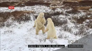 Polar bear males fighting