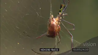 Golden orb-web spider feeding on a prey bug general behavior CU ZOOM FOCUS PULL
