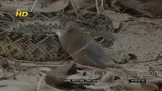 Western diamondback rattlesnake using its tongue to taste and locate the prey.
