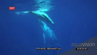 Humpback Whales and young calf swimming and floating underwater in ocean.