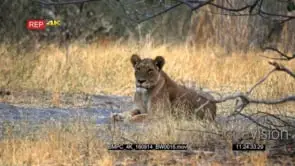 African Lioness Sitting looking at the camera DRY