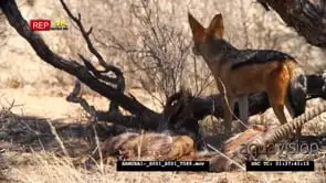 Black-backed jackal scavenging feeding on carcass remain constantly looking around.