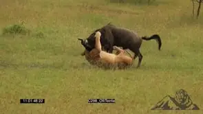 Lioness rush in catch and suffocate Wildebeest