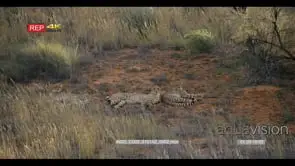 close up shot of a mother cheetah and her cubs, acinonyx jubatus laying well disguised…