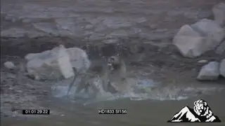 Chacma Baboon running down stony hill to riverbank to attack another baboon.
