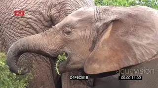 African elephants with calfs feeding off thorny bushes in rainy weather conditions