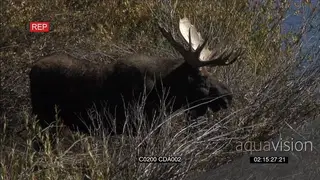 Male Moose standing and grazing PROFILE