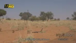 Mob of Meerkats walking past a Cape Cobra, sniffing.
