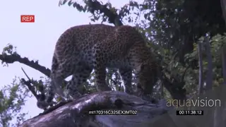 Male Leopard catch kill and feeding on a Mouse on top of a tree bark RAIN