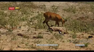 Red Lechwe walking around the field searching for food GENERAL BEHAVIOR