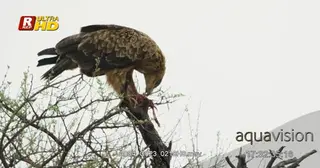 Tawny Eagle side view, perched on a tree branch, feeding on a carcass and looking around.