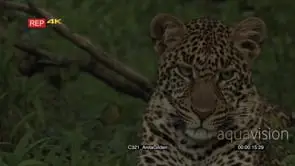 Leopard portrait in forest looking around