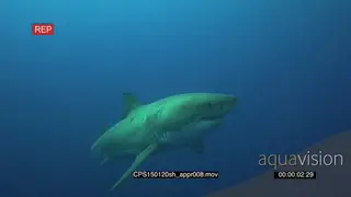 Great White Shark swimming underwater in ocean passing by camera MLS PAN
