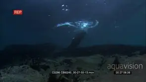Adult Sea Otter hunting, foraging, looking around and digging using its paws on the sea.