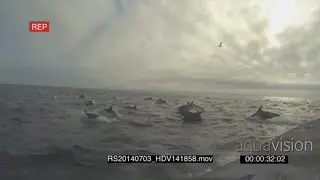 Common Dolphin pod porpoising across ocean above water HANDHELD