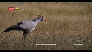 close up shot of a secretary bird, sagittarius serpentarius hunting on the ground