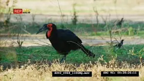 Ground hornbill foraging catches frog