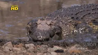 Nile crocodile basking in the mud, stalking preys and looking towards the camera.