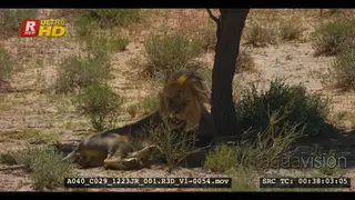 A male lion with a black mane looking directly at the camera stands up and lay down again.