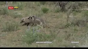 American Badger with juvenile walking and sniffing around on prairie LS PAN