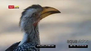 Close up shot of yellow-billed hornbill calling