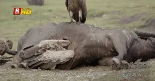 Flock of Whitebacked Vulture feeding on a Cape Buffalo carcass.