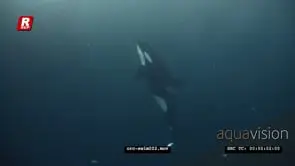 Orca Killer Whales chasing herring schools in noway UW SLOW
