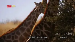 close up tilt shot of three Giraffes eating off a thorn tree