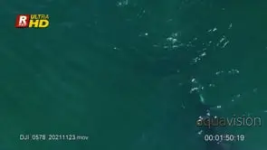 Young Southern right whale swimming past the frame