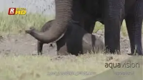 Adult female African Elephant helping its calf during a mud bath, standing and walking.