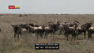 Blue Wildebeest and Zebra herds standing walking and looking around on bushveld WS HAND