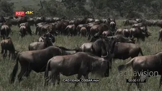 Blue Wildebeest herd standing looking around and walking on bushveld WS HAND