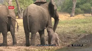 A herd of Elephant standing with a elephant trying to be breast fed MWS